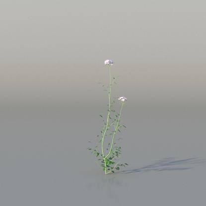 Cuckooflower v2