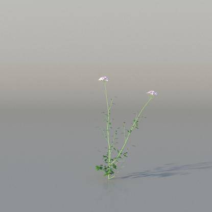 Cuckooflower v3