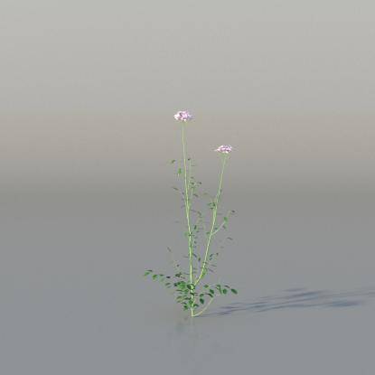 Cuckooflower v4