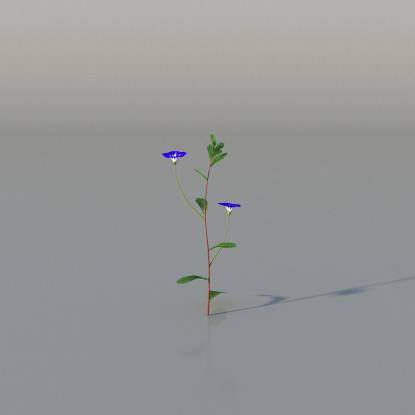 Dwarf convolvulus v1