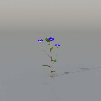 Dwarf convolvulus v2