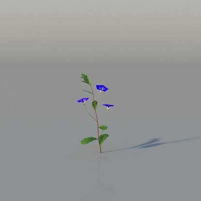 Dwarf convolvulus v3