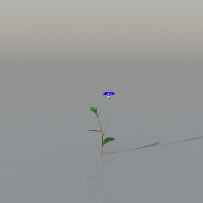 Dwarf convolvulus v4