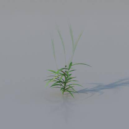 Grasses - Common Grass Plant v1