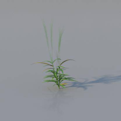 Grasses - Common Grass Plant v2