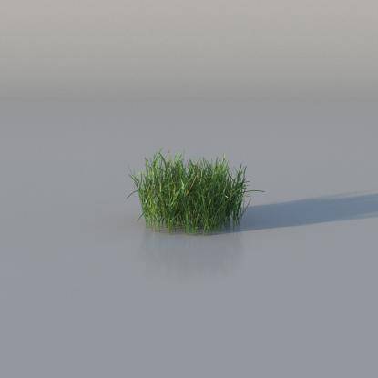 Grasses - Medium Lawn Grass v1