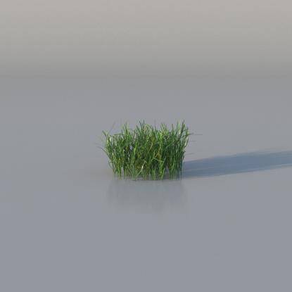 Grasses - Medium Lawn Grass v2