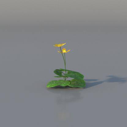 Marsh-marigold v1