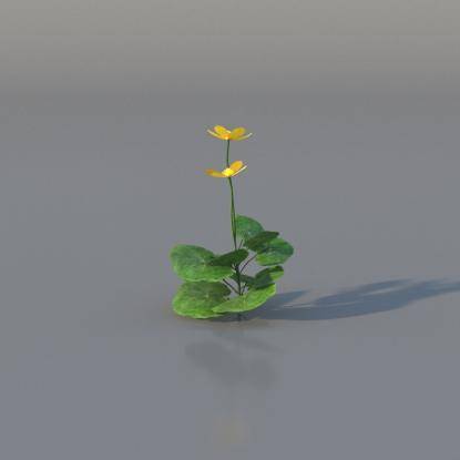 Marsh-marigold v2
