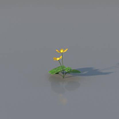 Marsh-marigold v3
