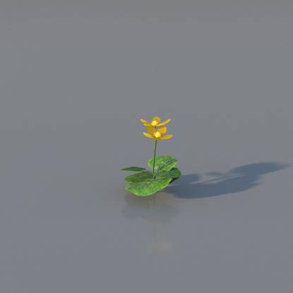 Marsh-marigold v4