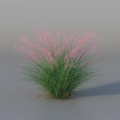 Muhlenbergia v1
