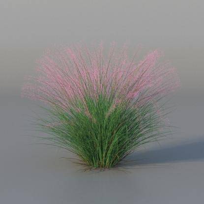 Muhlenbergia v2