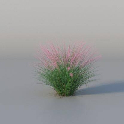 Muhlenbergia v3