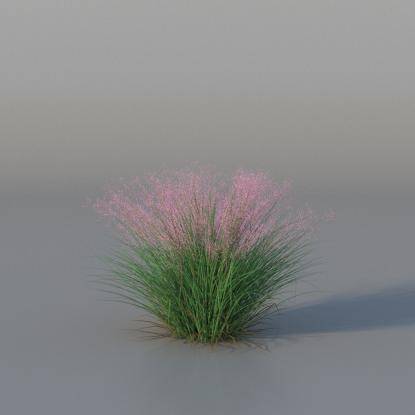 Muhlenbergia v4