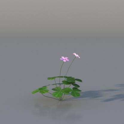 Pink Oxalis v1
