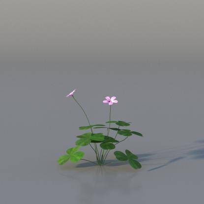 Pink Oxalis v2