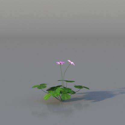Pink Oxalis v3