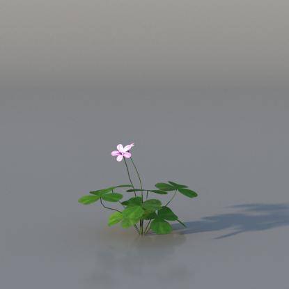 Pink Oxalis v4