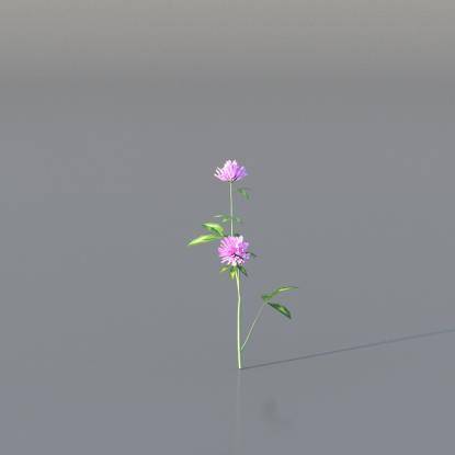 Red Clover v1