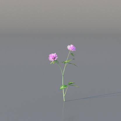 Red Clover v3