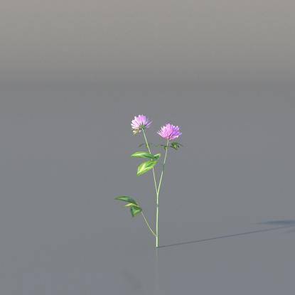 Red Clover v4