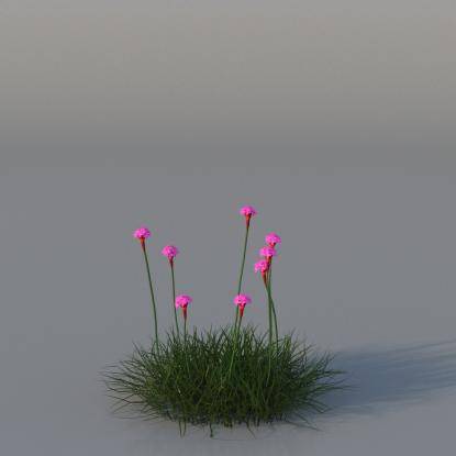 Sea Pink v1