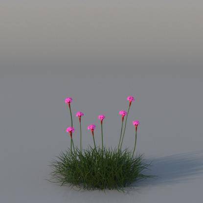 Sea Pink v2