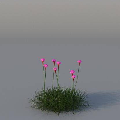 Sea Pink v3