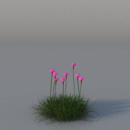 Sea Pink v4