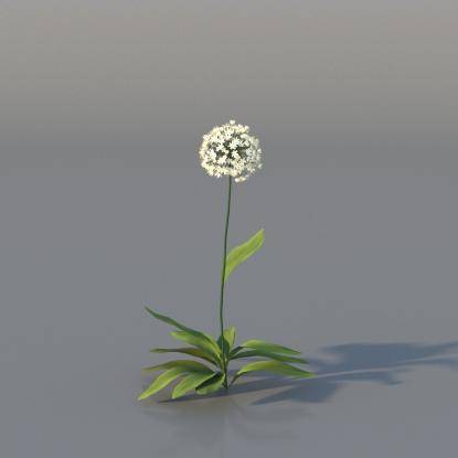 Spring Garlic v1