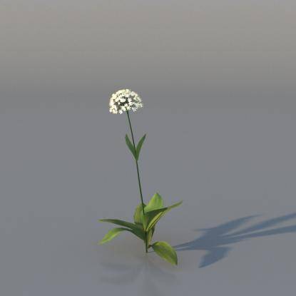 Spring Garlic v2