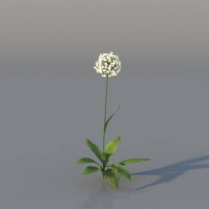Spring Garlic v3