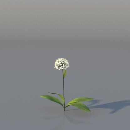 Spring Garlic v4