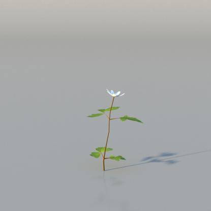 Wood Anemone v1
