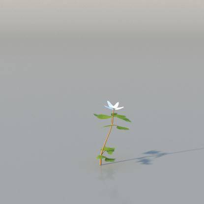 Wood Anemone v2