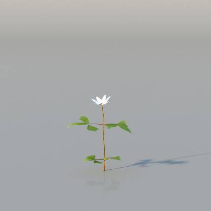 Wood Anemone v3