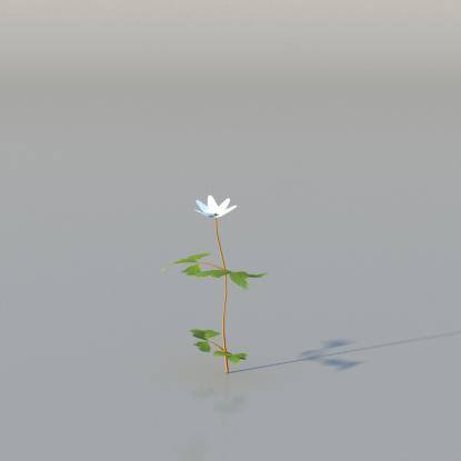 Wood Anemone v4