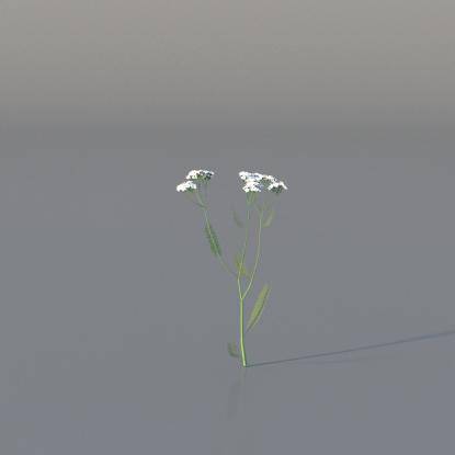 Yarrow v1