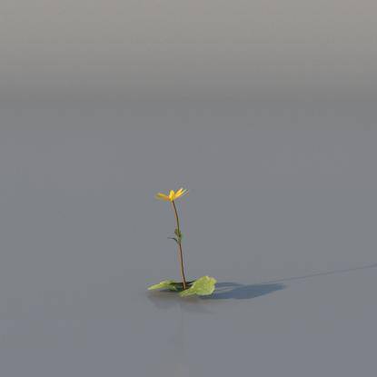 Yellow Anemone v4