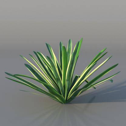 Yucca v1