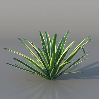 Yucca v2