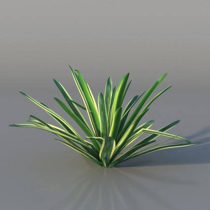 Yucca v3