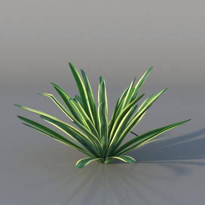 Yucca v4