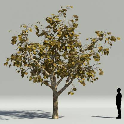 Catalpa autumn V1