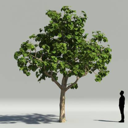 Catalpa summer V1
