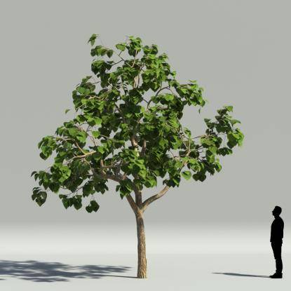 Catalpa summer V2