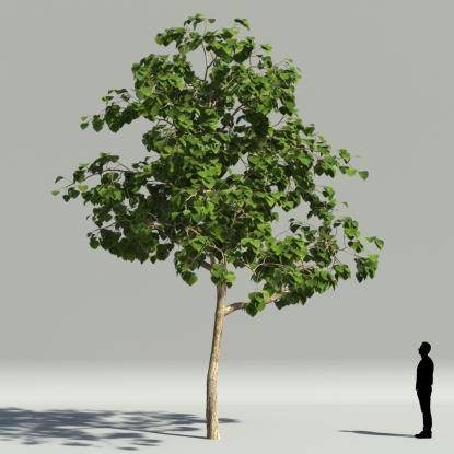 Catalpa summer V3