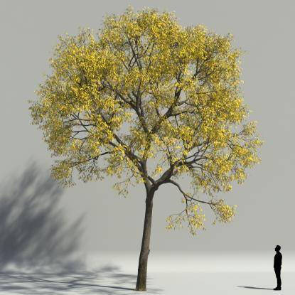 European ash autumn V1