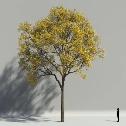 European ash autumn V2